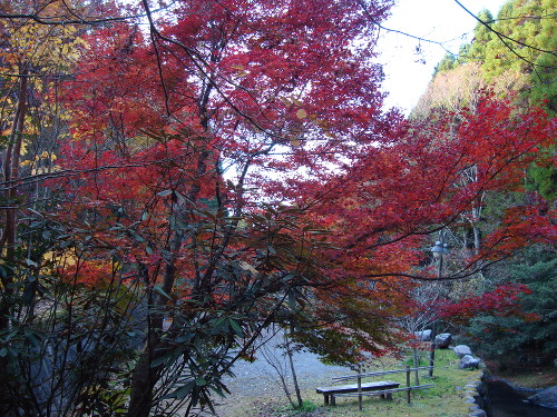 お宿華坊の紅葉