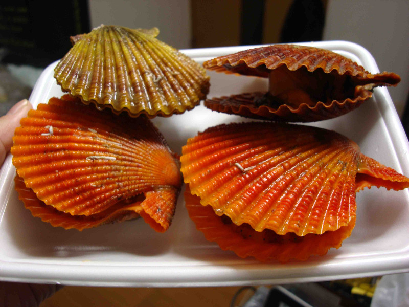 Noble Scallop