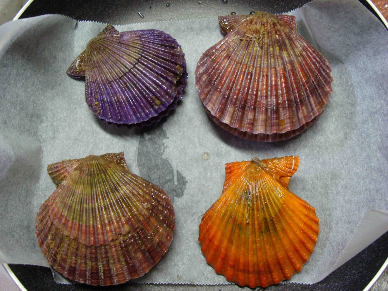 Noble Scallop