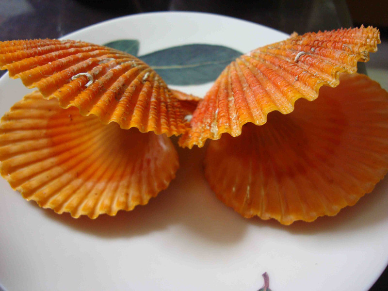 Noble Scallop