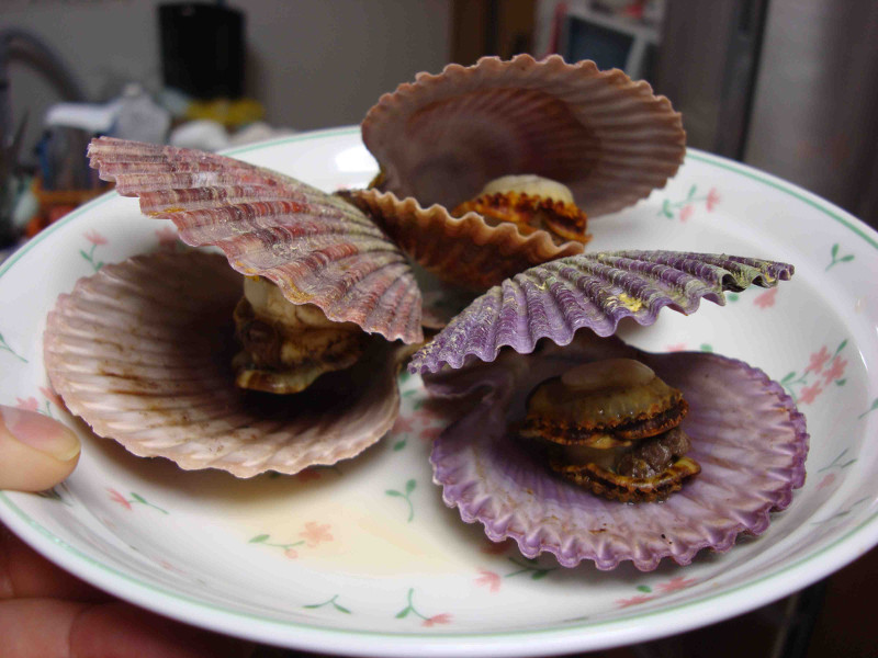 Noble Scallop