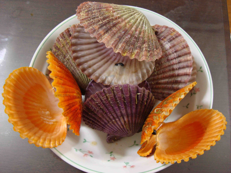 Noble Scallop