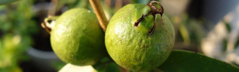 イエローストロベリーグァバ