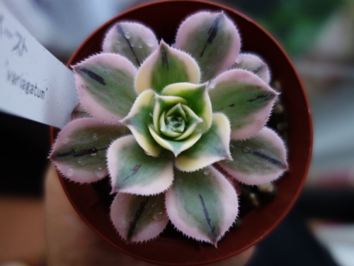 Aeonium Sunburst