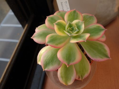 Aeonium Sunburst