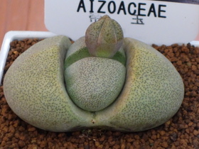 Aizoaceae