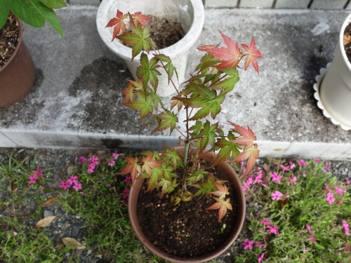 Alate Seeds of a Maple Tree