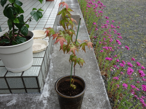 Alate Seeds of a Maple Tree