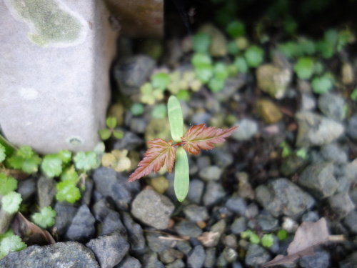 Alate Seeds of a Maple Tree