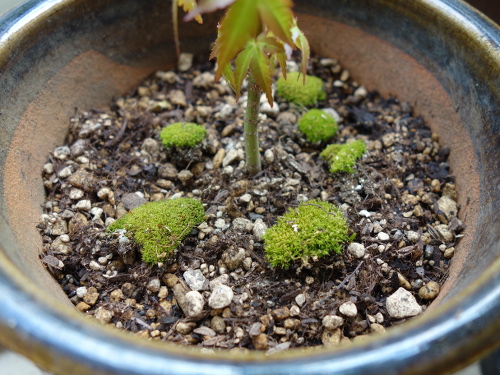 Alate Seeds of a Maple Tree