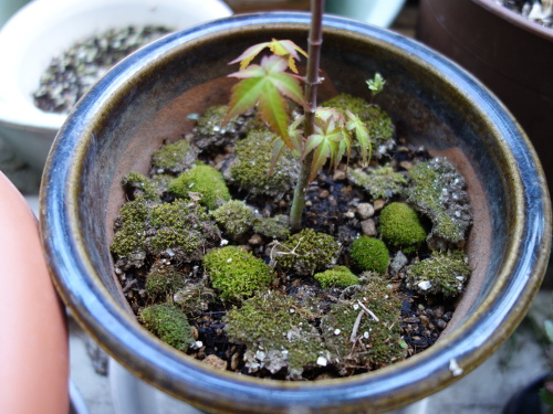 Alate Seeds of a Maple Tree