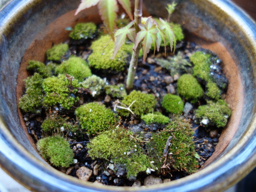 Alate Seeds of a Maple Tree
