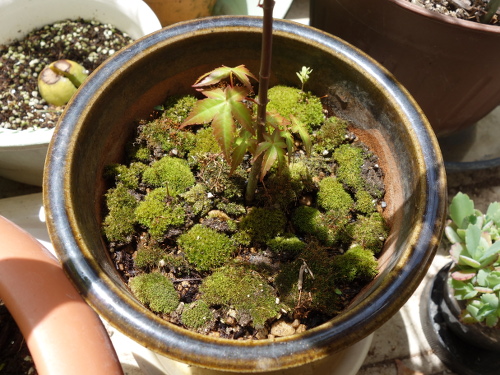 Alate Seeds of a Maple Tree