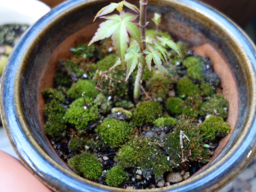 Alate Seeds of a Maple Tree