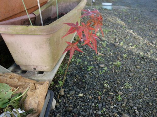 Alate Seeds of a Maple Tree