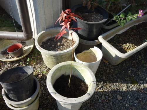 Alate Seeds of a Maple Tree