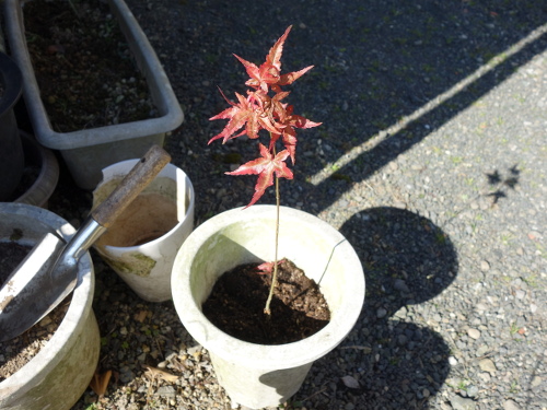 Alate Seeds of a Maple Tree