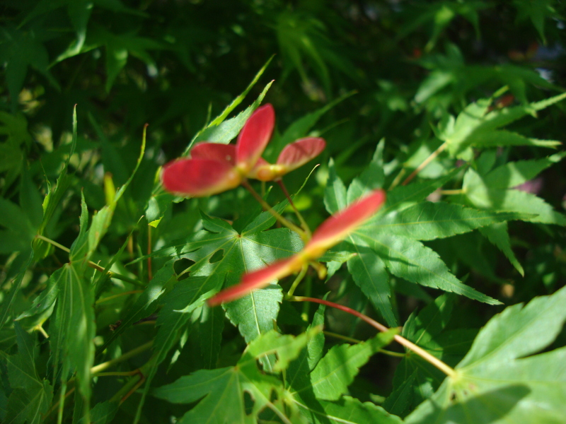 Alate Seeds of a Maple Tree