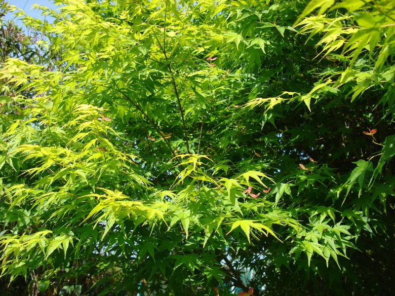Alate Seeds of a Maple Tree