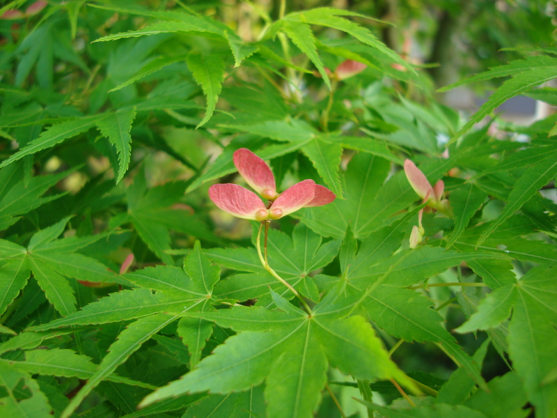 Alate Seeds of a Maple Tree