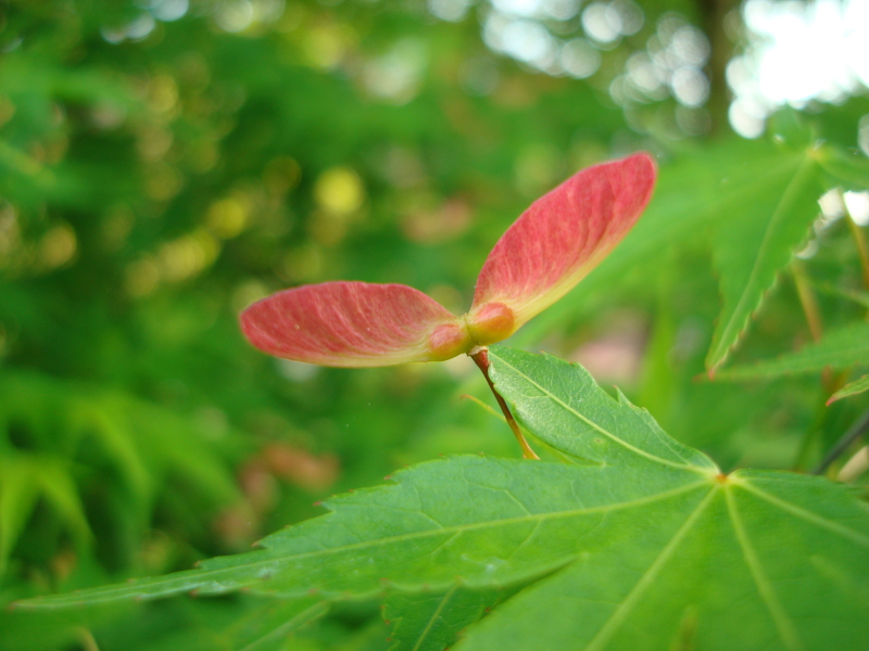 Alate Seeds of a Maple Tree