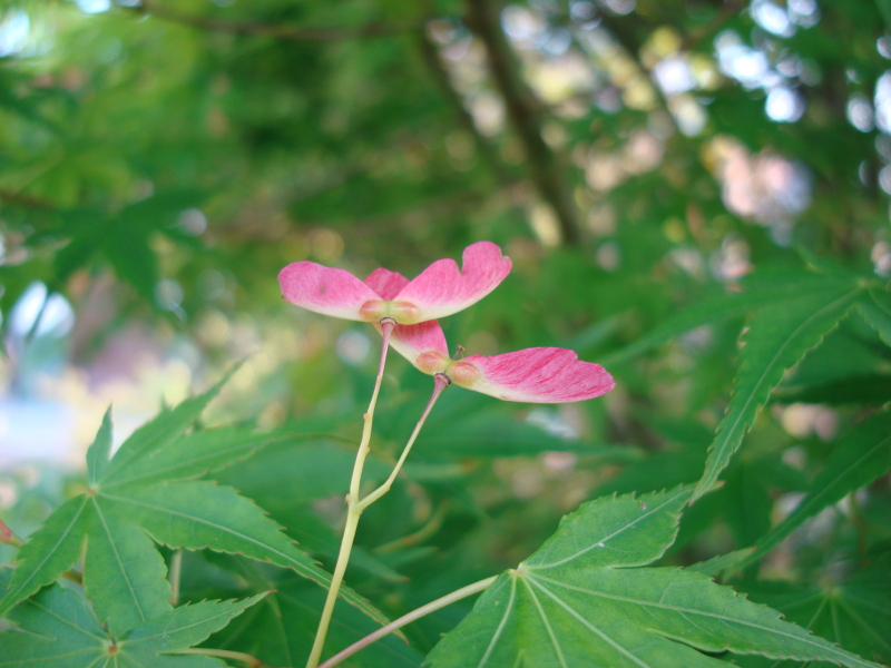 Alate Seeds of a Maple Tree