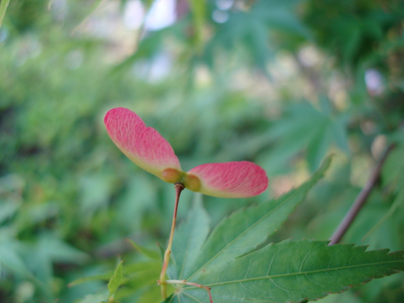 Alate Seeds of a Maple Tree