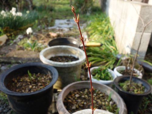 Alate Seeds of a Maple Tree