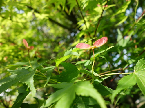 Seeds of a Maple