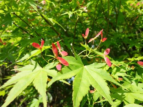 Seeds of a Maple