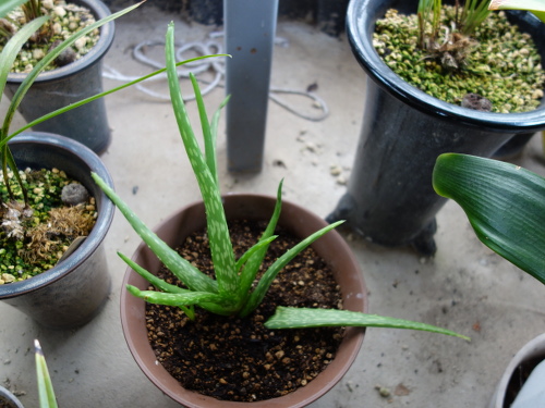 Aloe Vera