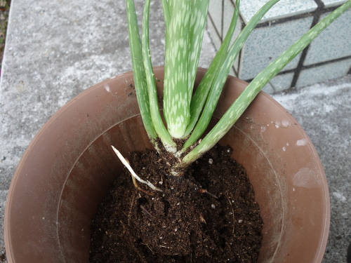 Aloe Vera