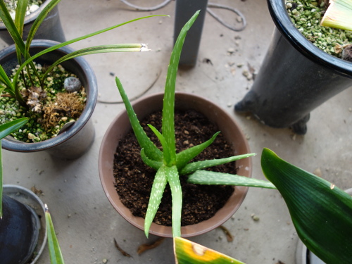 Aloe Vera