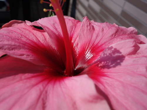 Hibiscus Candy Wind