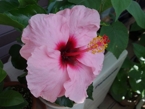 Hibiscus Candy Wind
