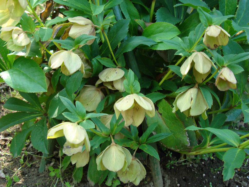 Christmas Rose