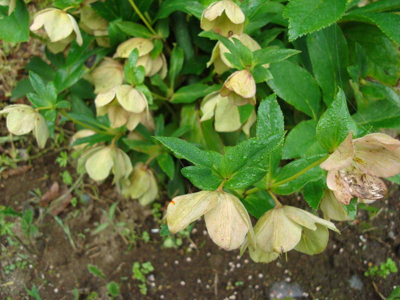 Christmas Rose