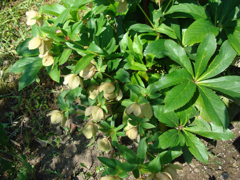 Christmas Rose