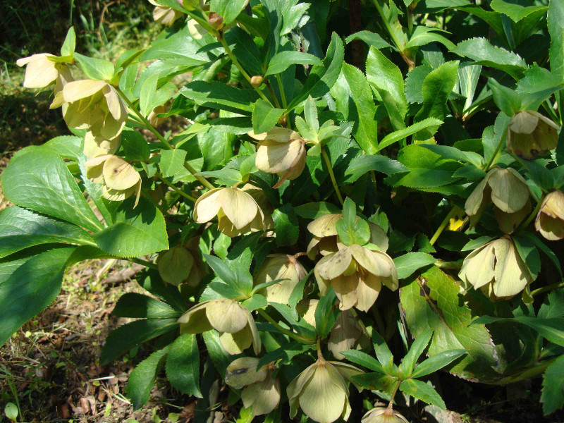 Christmas Rose