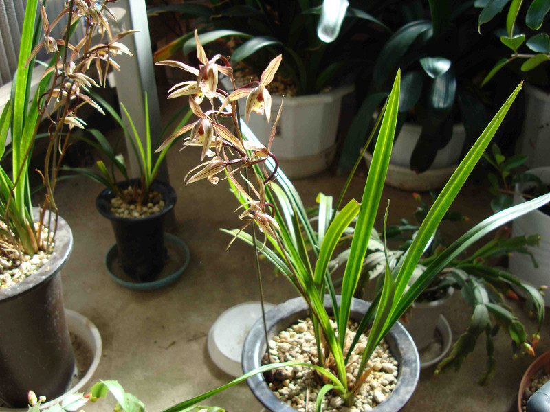 Cymbidium Kanran Makino