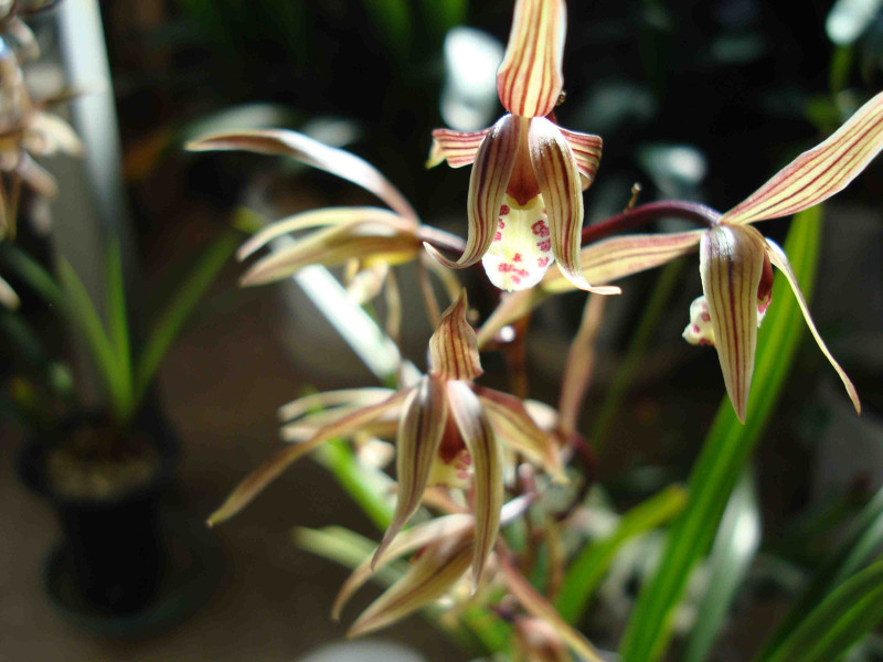 Cymbidium Kanran Makino