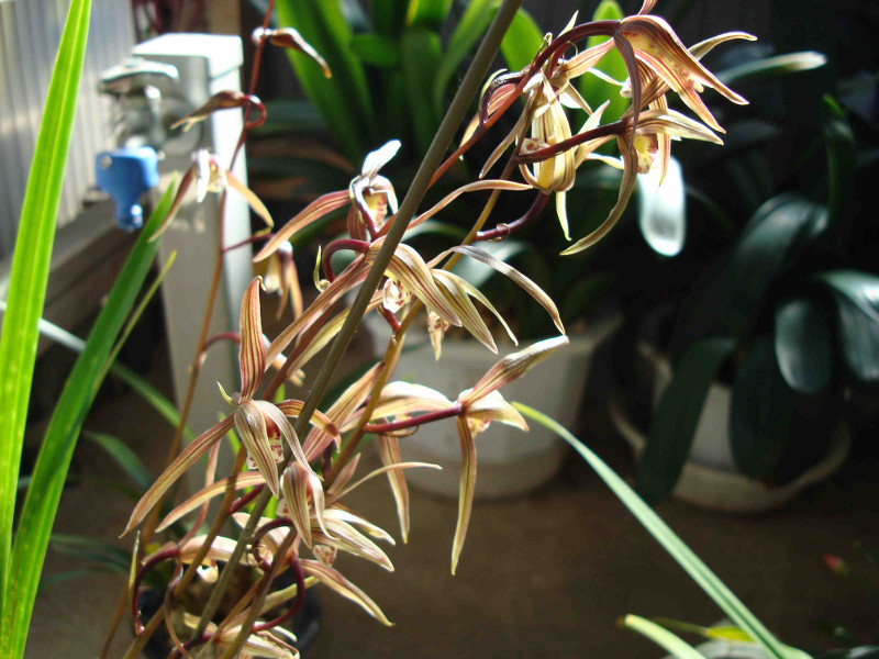 Cymbidium Kanran Makino