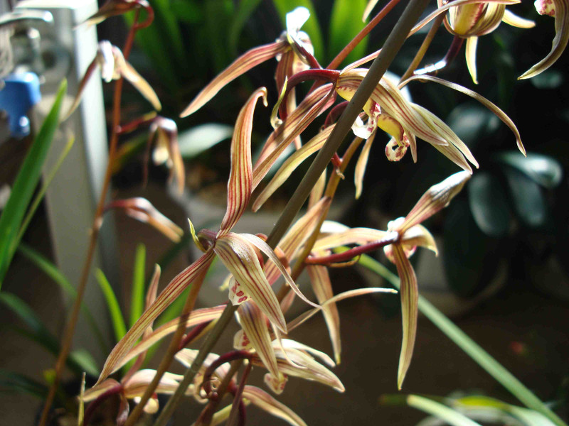 Cymbidium Kanran Makino