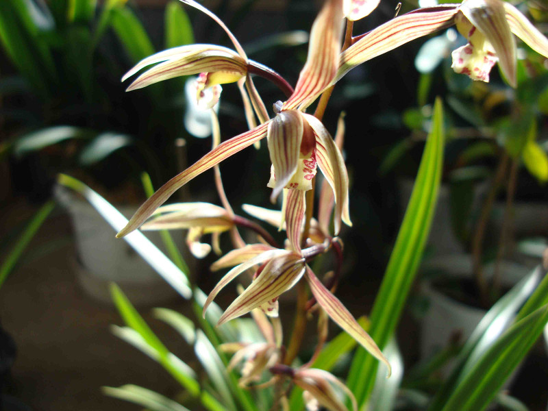 Cymbidium Kanran Makino
