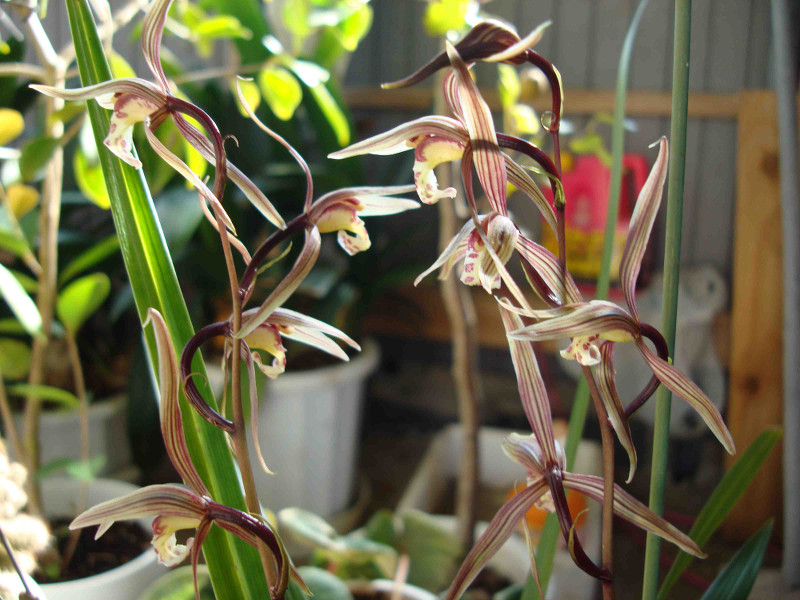 Cymbidium Kanran Makino