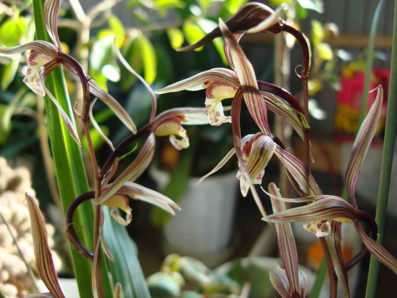 Cymbidium Kanran Makino