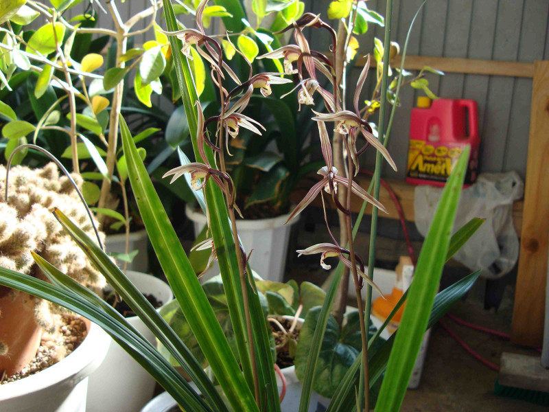 Cymbidium Kanran Makino