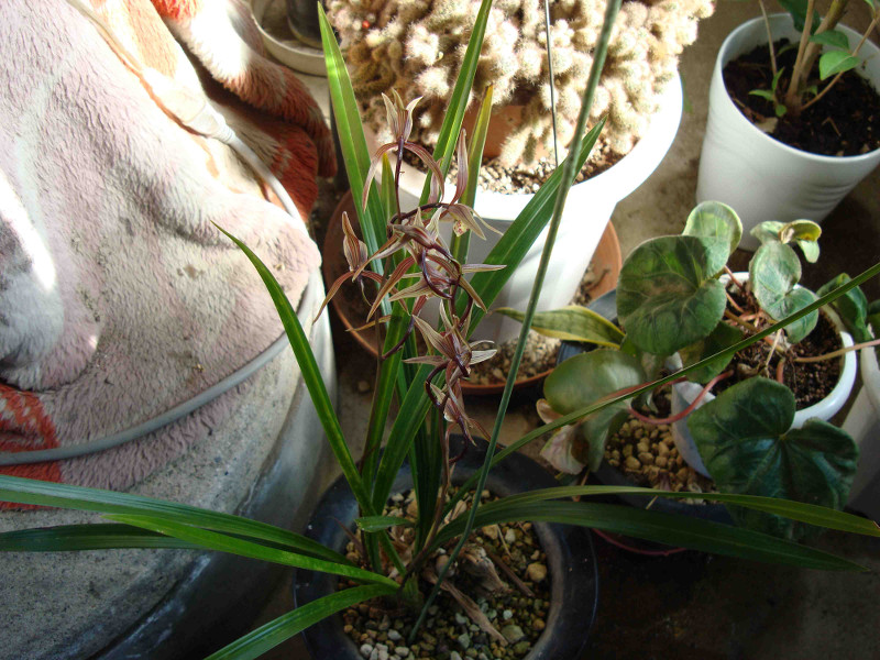 Cymbidium Kanran Makino