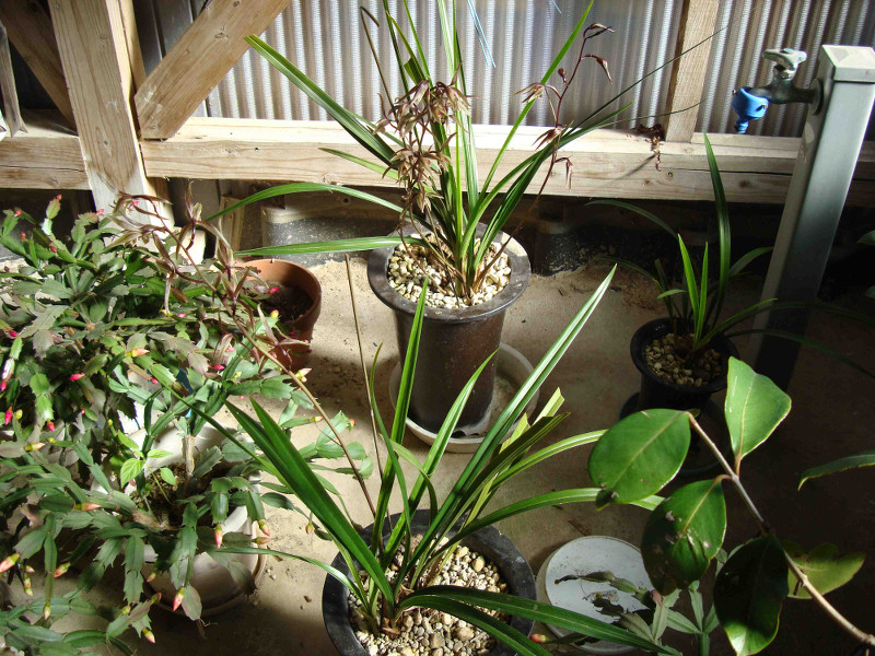 Cymbidium Kanran Makino