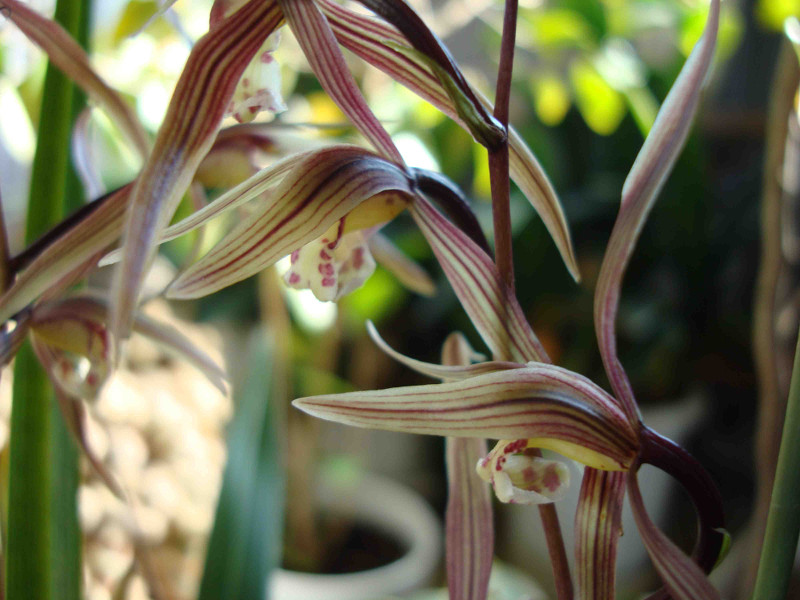 Cymbidium Kanran Makino